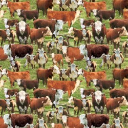 Cows - MULTI