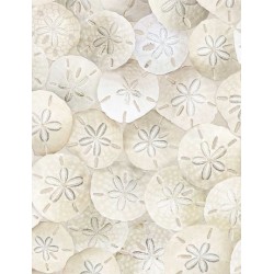 Packed Sand Dollars on Beach (Digital) - SAND