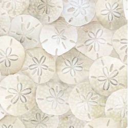 Packed Sand Dollars on Beach (Digital) - SAND
