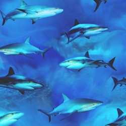 Swimming Sharks - BLUE
