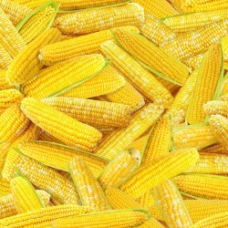 Packed Corn - YELLOW